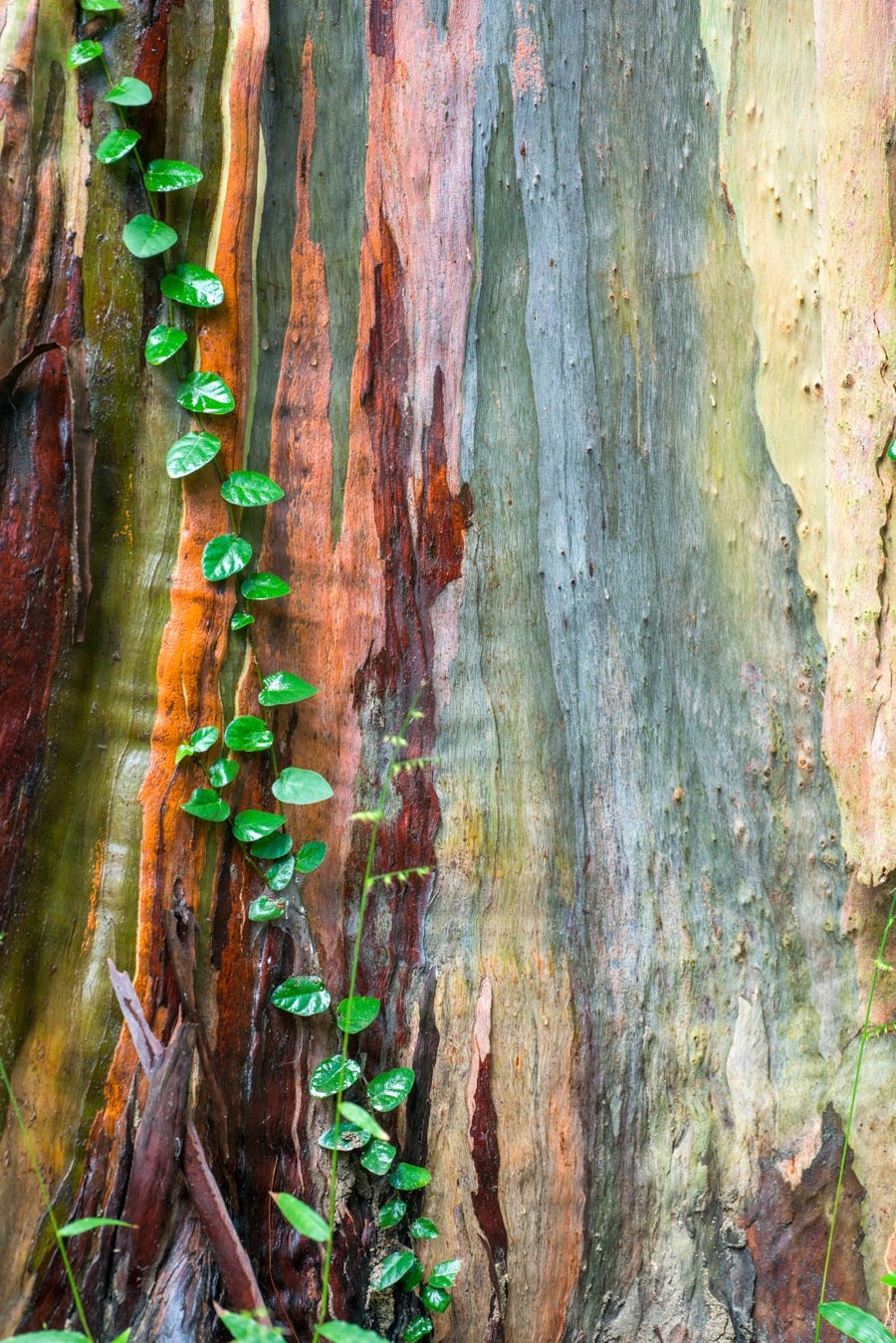 bach dan cau vong anh 11