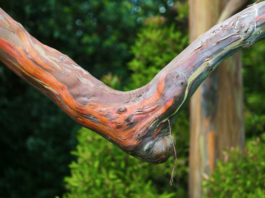 bach dan cau vong anh 12