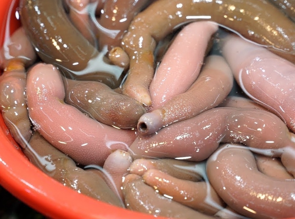 bach tuoc song anh 7