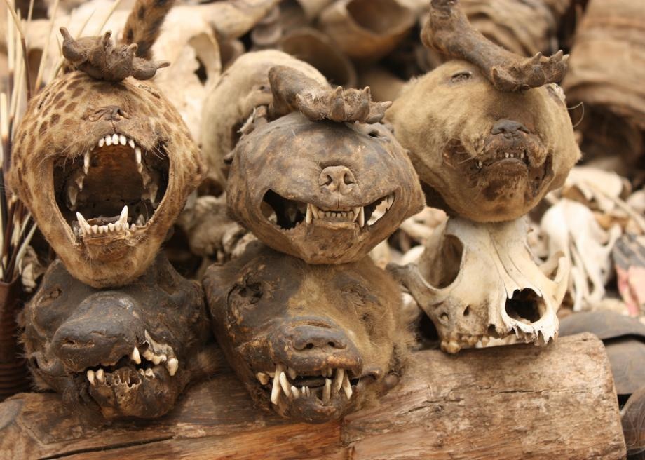 Cho bua ngai bay ban hang nghin dau lau dong vat o chau Phi hinh anh