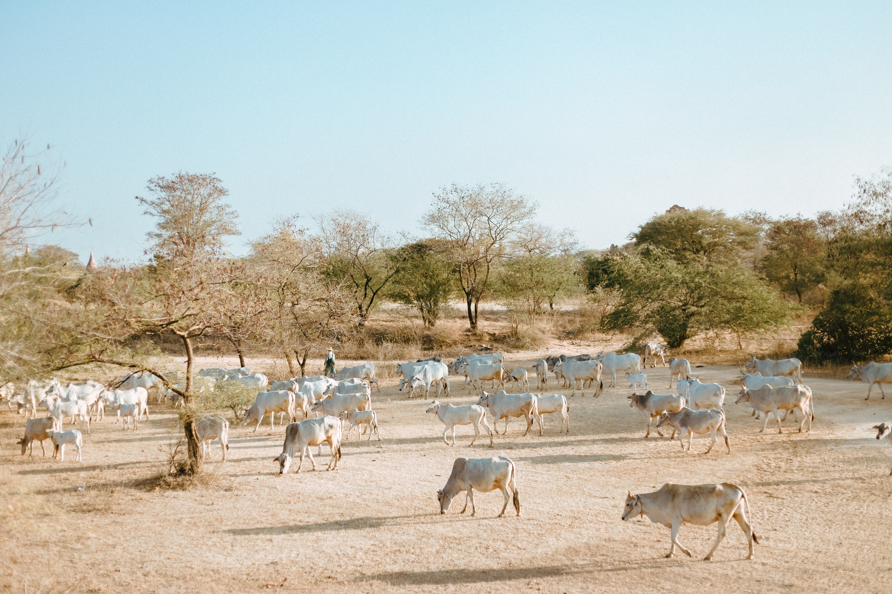 cuoc song o Myanmar anh 27
