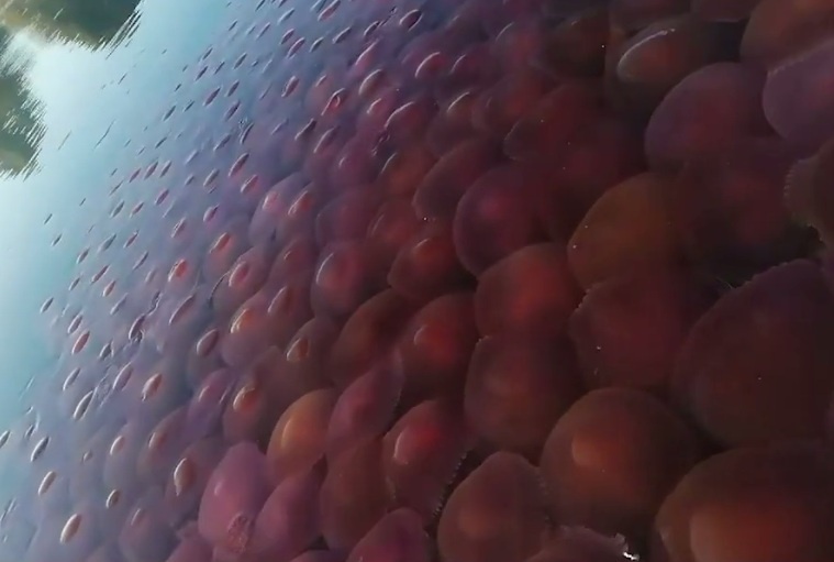 Hang nghin con sua hong phu kin bai bien bi du khach bo hoang hinh anh