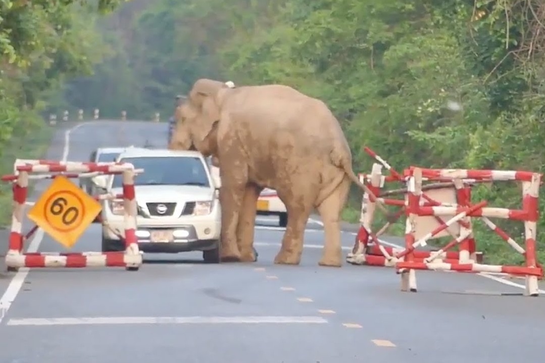 Voi chan xe de cuop thuc an o Thai Lan hinh anh