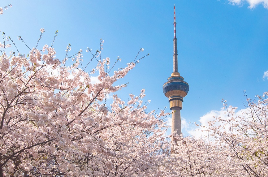 Hoa dua no trong mua xuan dac biet o Bac Kinh hinh anh