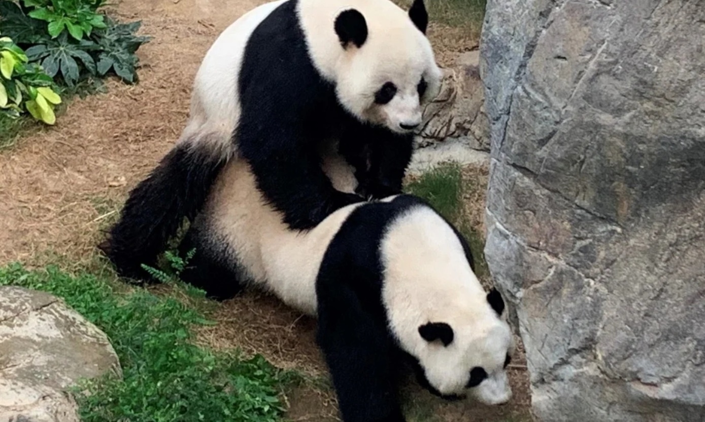 gấu trúc giao phối ảnh 1 gau truc giao phoi anh 1