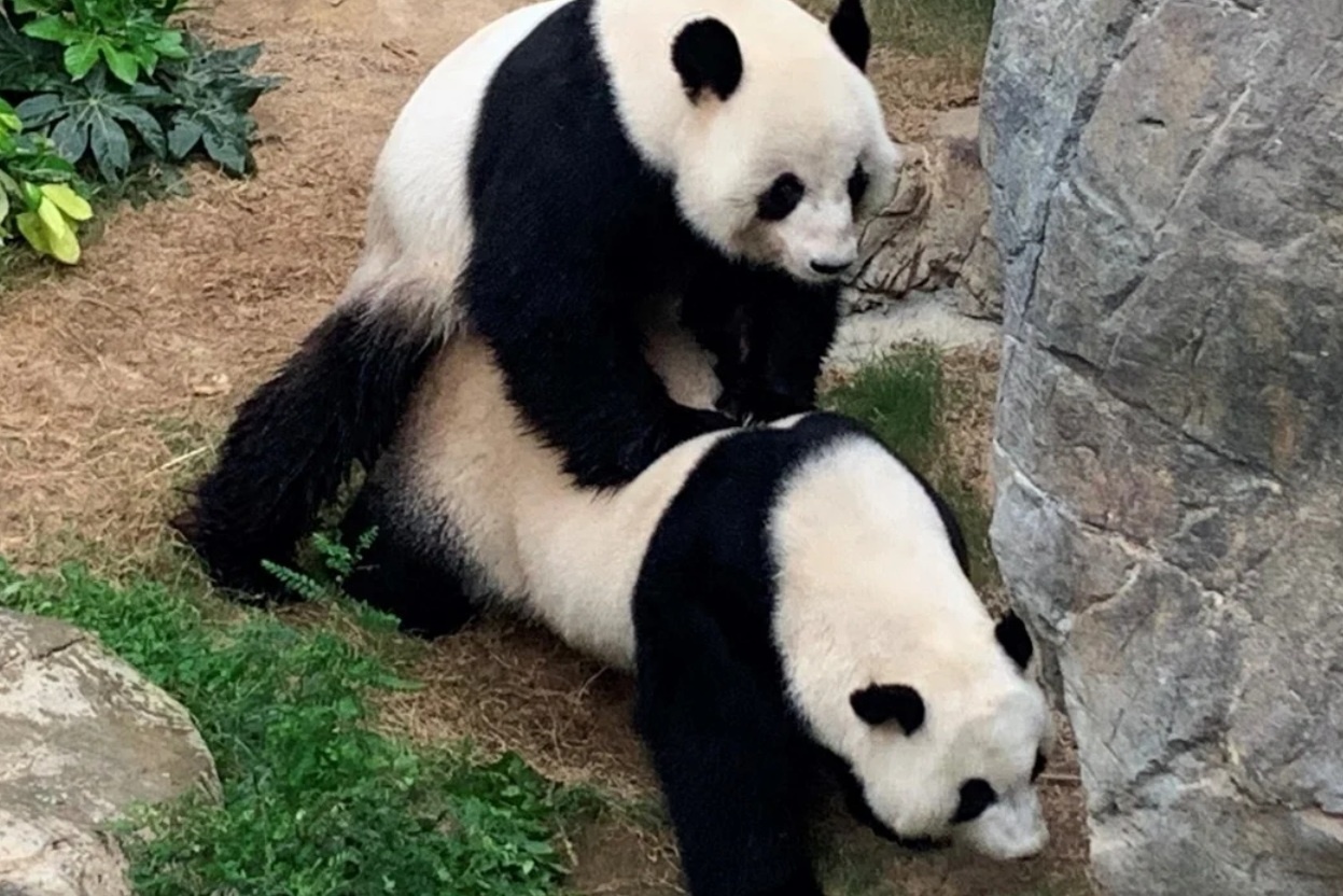 Gau truc 14 tuoi giao phoi lan dau tien sau nhieu nam that bai hinh anh