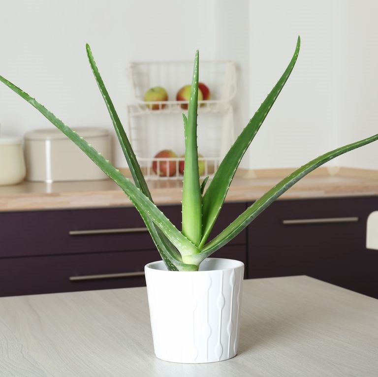 cây trồng trong nhà bếp ảnh 5 cay trong trong nha bep anh 5