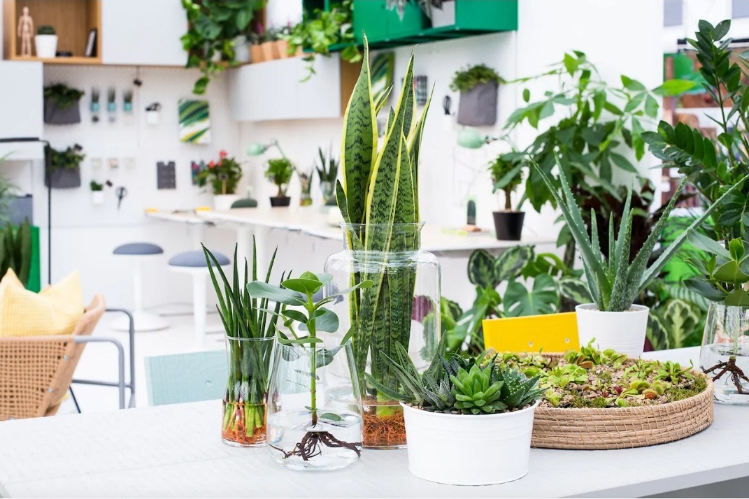 Cay bat ruoi va cac loai cay nen trong trong nha bep hinh anh