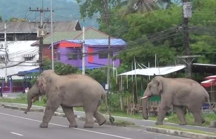 2 con voi dot nhap vuon nha dan trom buoi o Thai Lan hinh anh