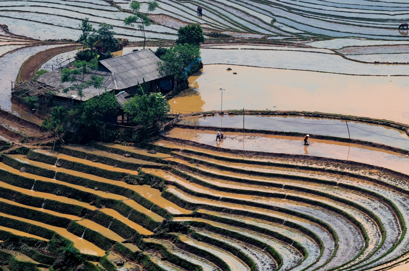 Y Ty mua nuoc do anh 12