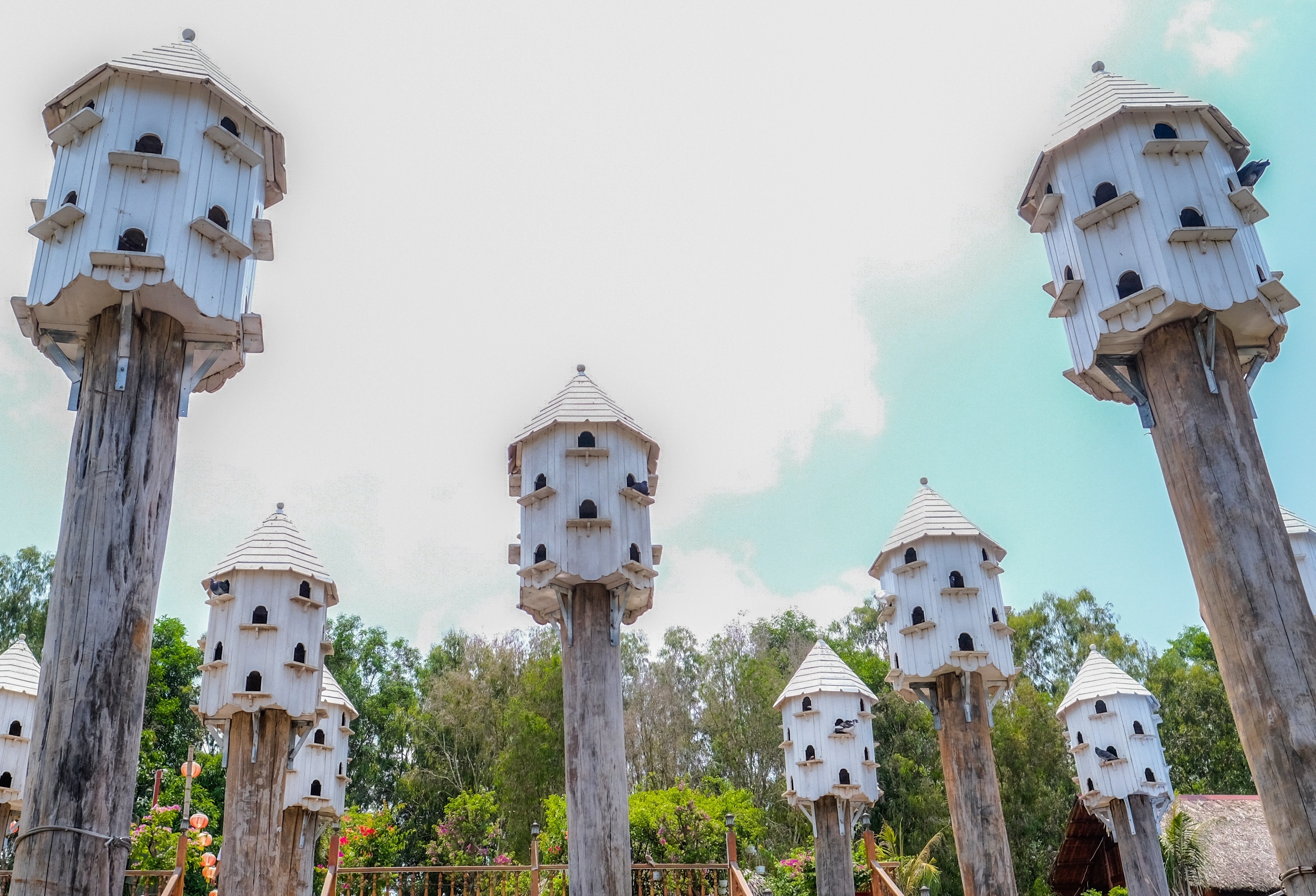 Phai long nhung dieu binh di o manh dat An Giang hinh anh