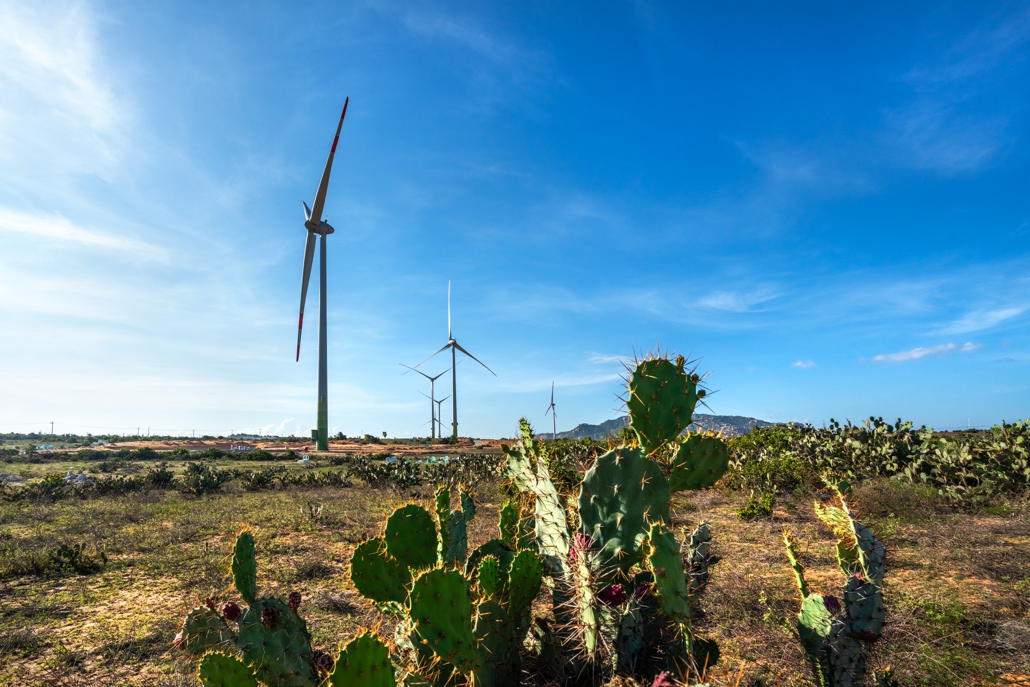 du lich Ninh Thuan anh 6