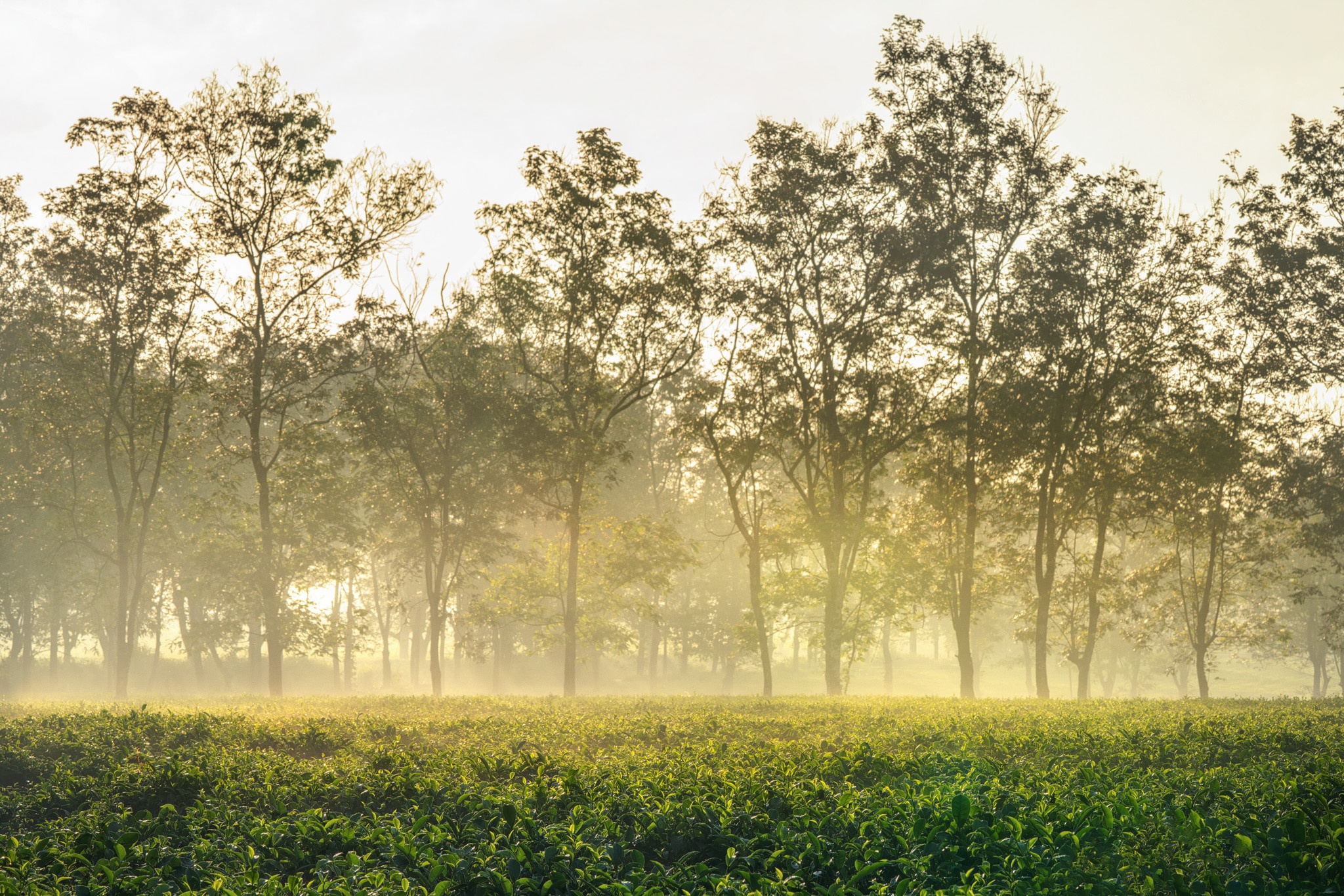 nui rung Tay Nguyen anh 16