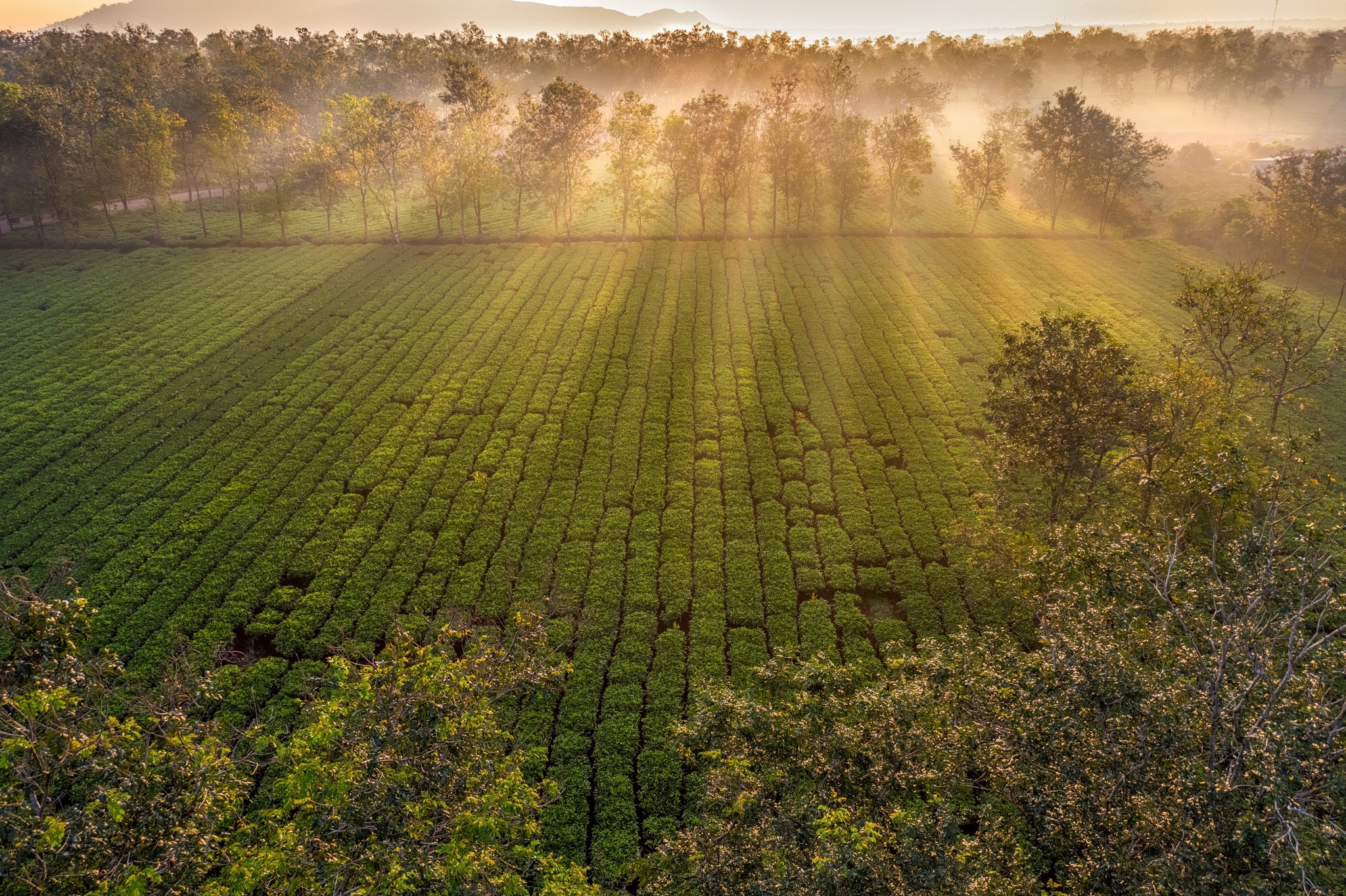 nui rung Tay Nguyen anh 17