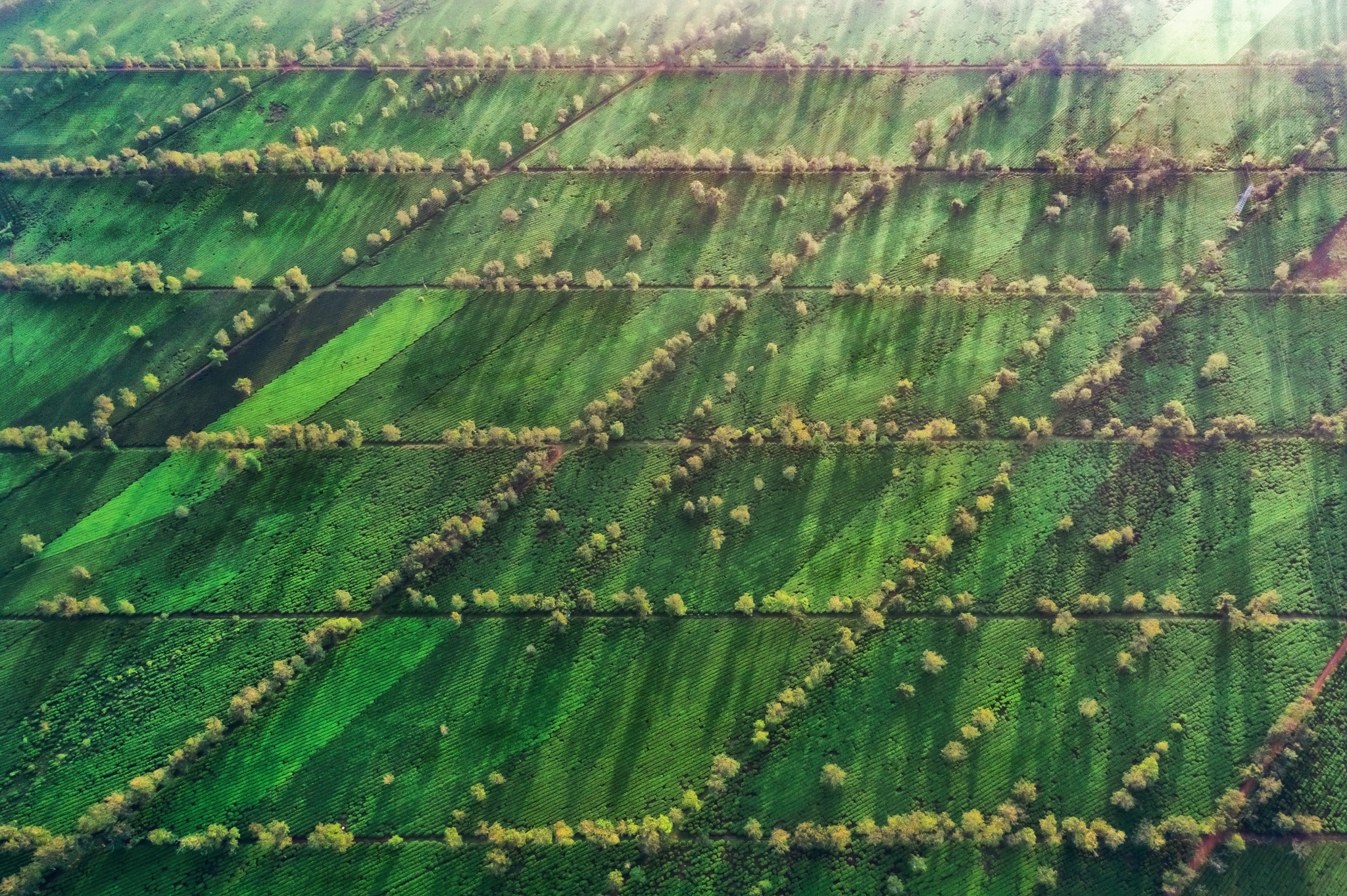 nui rung Tay Nguyen anh 18