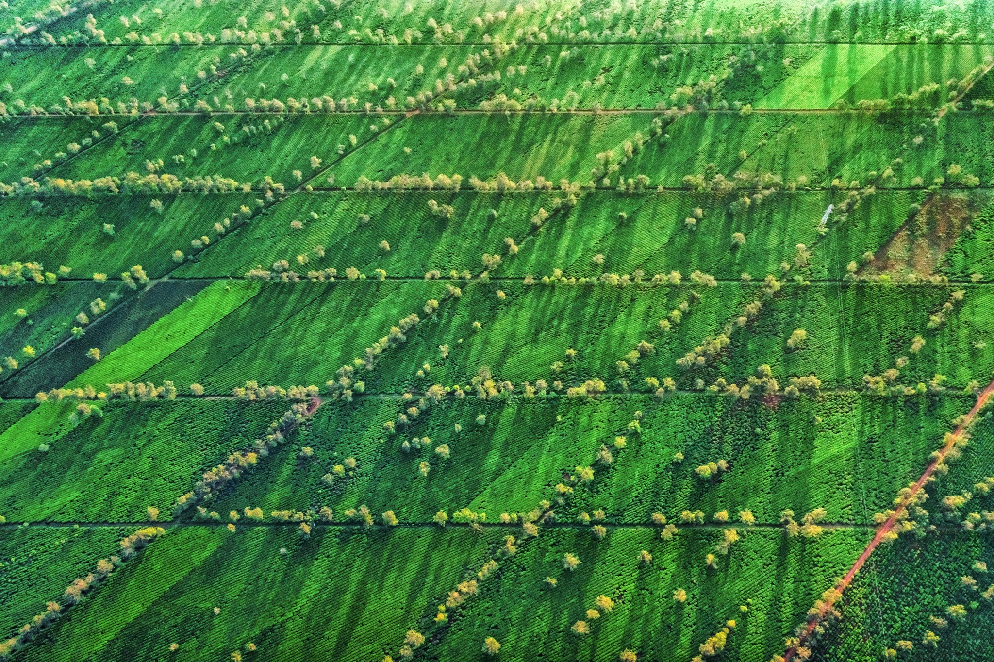 nui rung Tay Nguyen anh 19