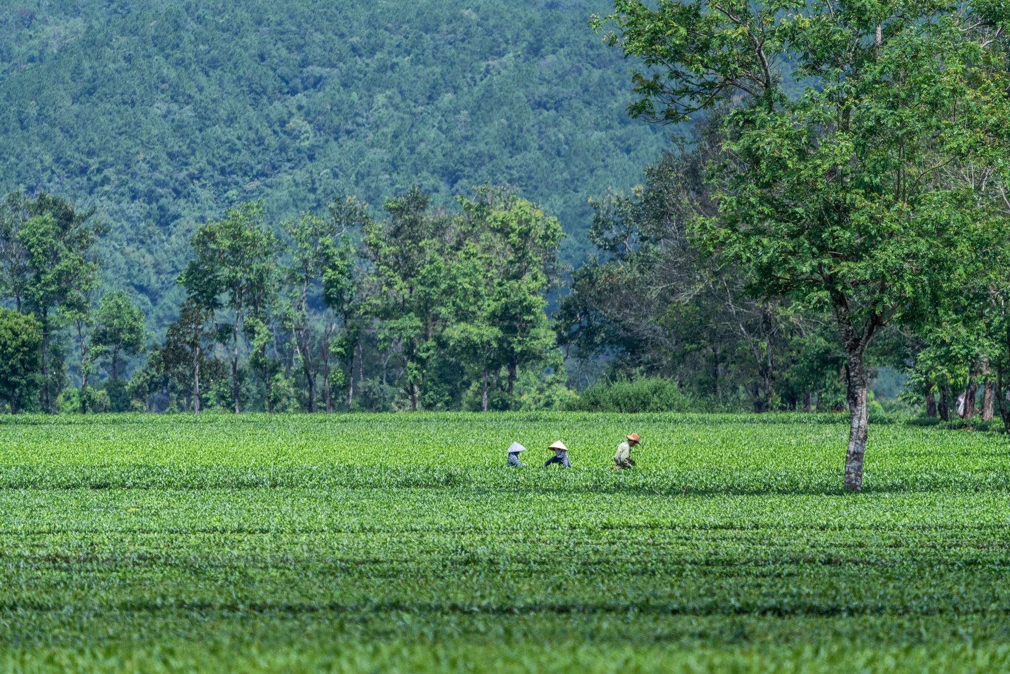 nui rung Tay Nguyen anh 20
