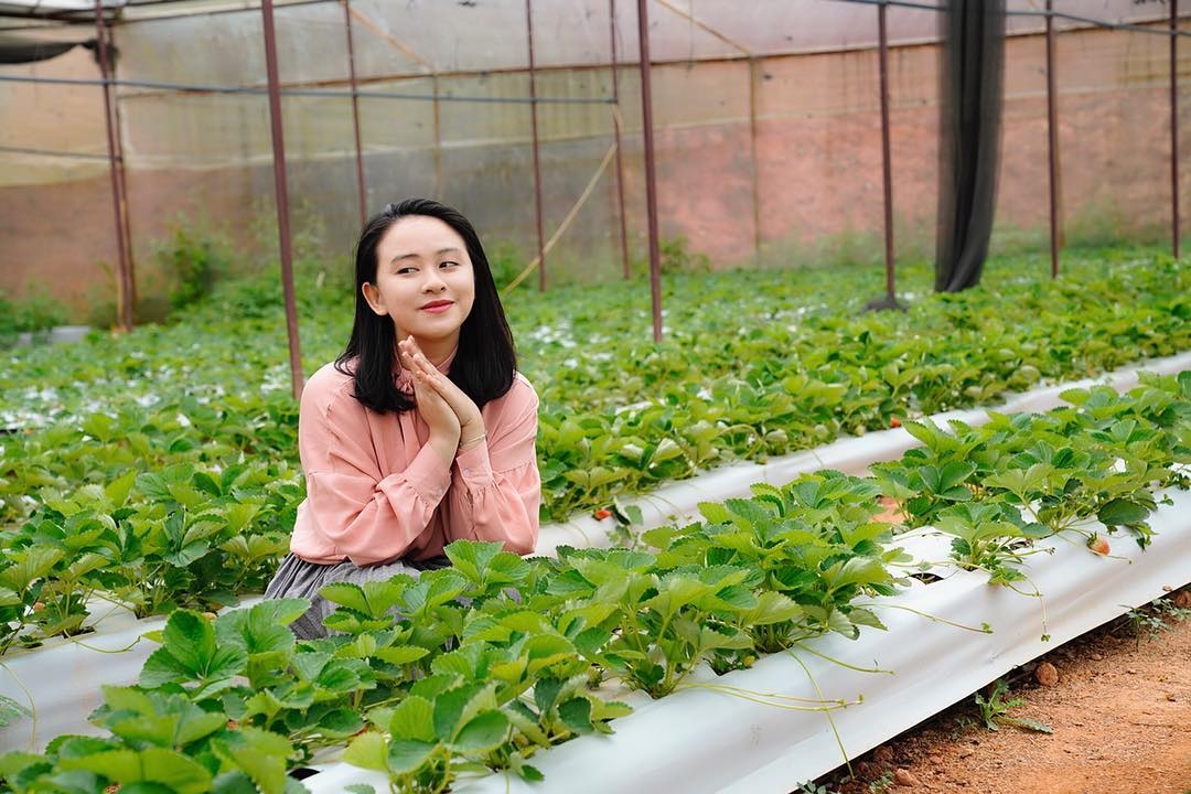 vườn dâu Đà Lạt ảnh 3 vuon dau Da Lat anh 3