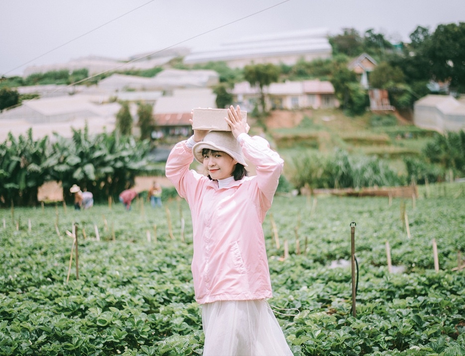vườn dâu Đà Lạt ảnh 8 vuon dau Da Lat anh 8
