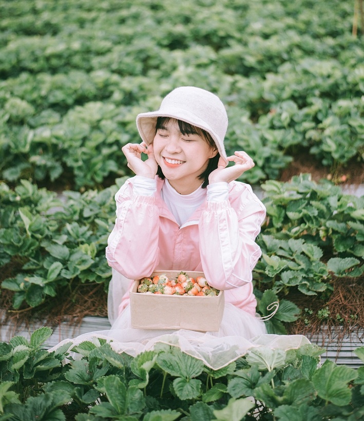 vườn dâu Đà Lạt ảnh 6 vuon dau Da Lat anh 6