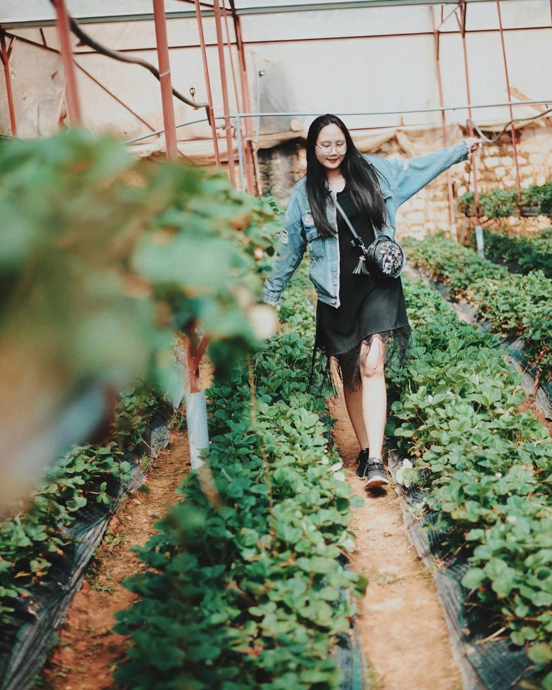 vườn dâu Đà Lạt ảnh 9 vuon dau Da Lat anh 9