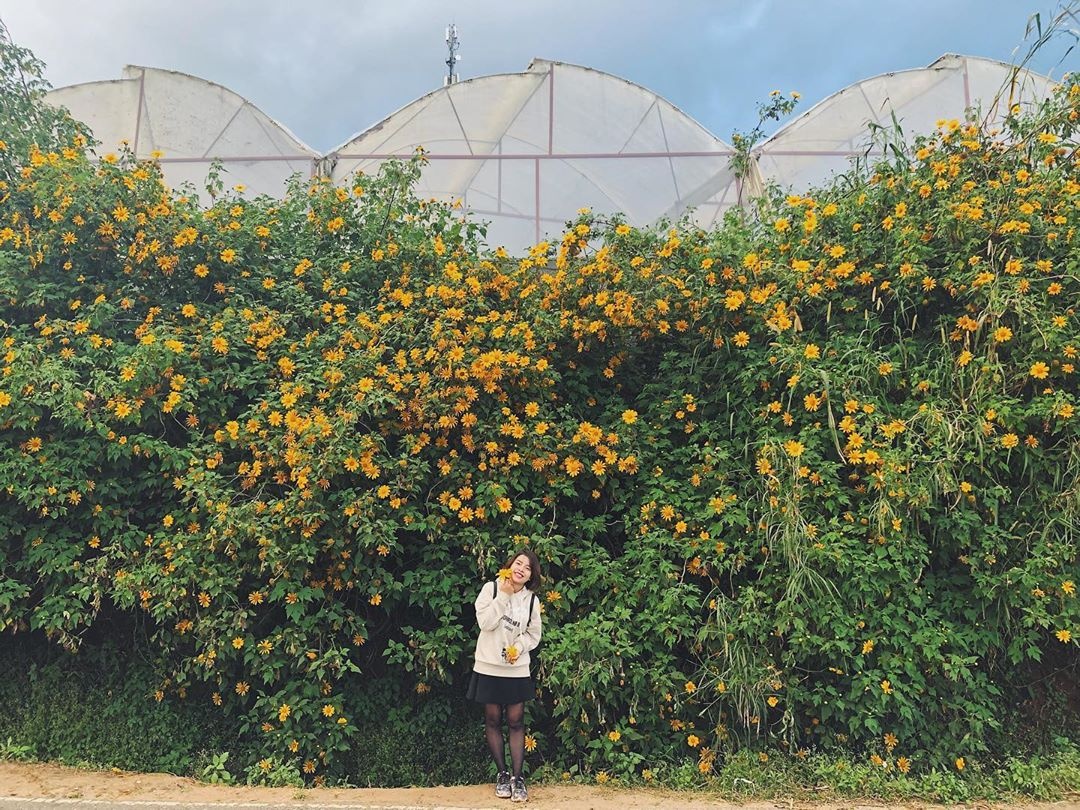 du lịch Đà Lạt ảnh 1 du lich Da Lat anh 1