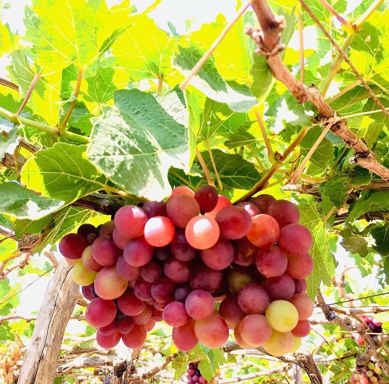 du lịch Ninh Thuận 3 ngày 2 đêm ảnh 2 du lich Ninh Thuan 3 ngay 2 dem anh 2