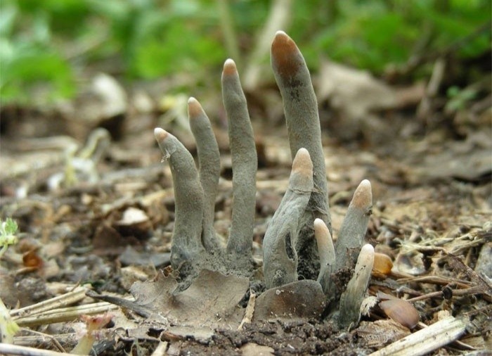 Loai nam co ten goi ngon tay nguoi chet hinh anh