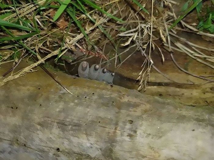 nấm ngón tay người chết ảnh 3 nam ngon tay nguoi chet anh 3