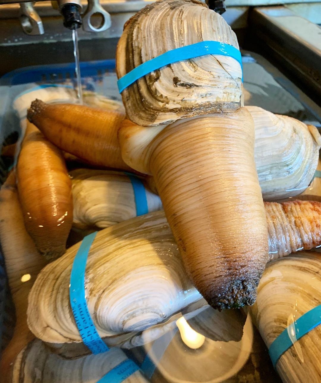 hai san co ve ngoai ky la anh 1