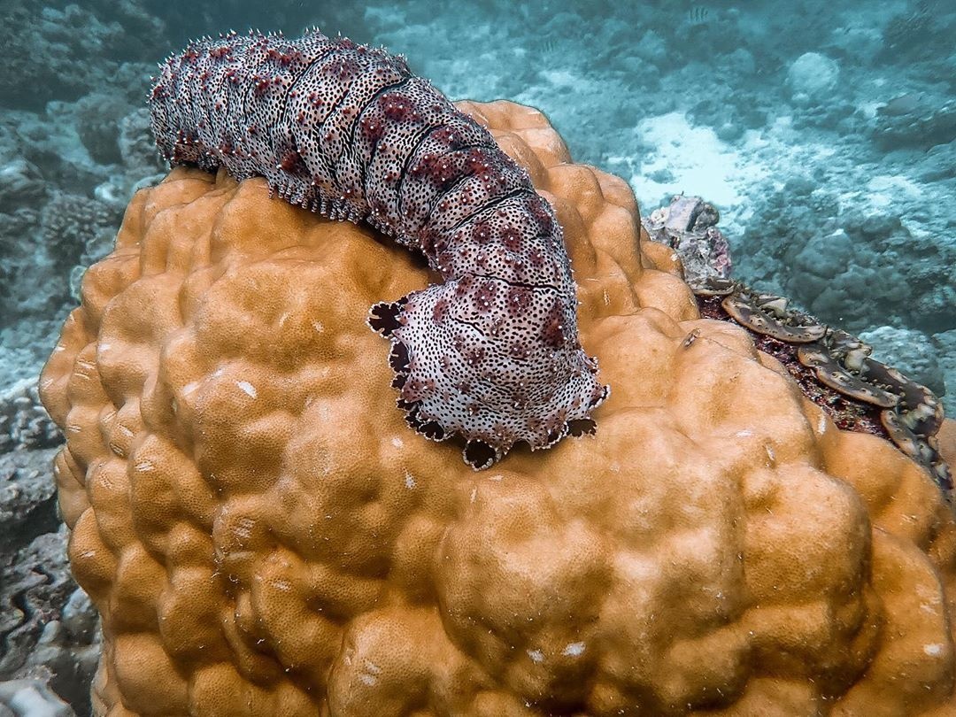 hai san co ve ngoai ky la anh 5