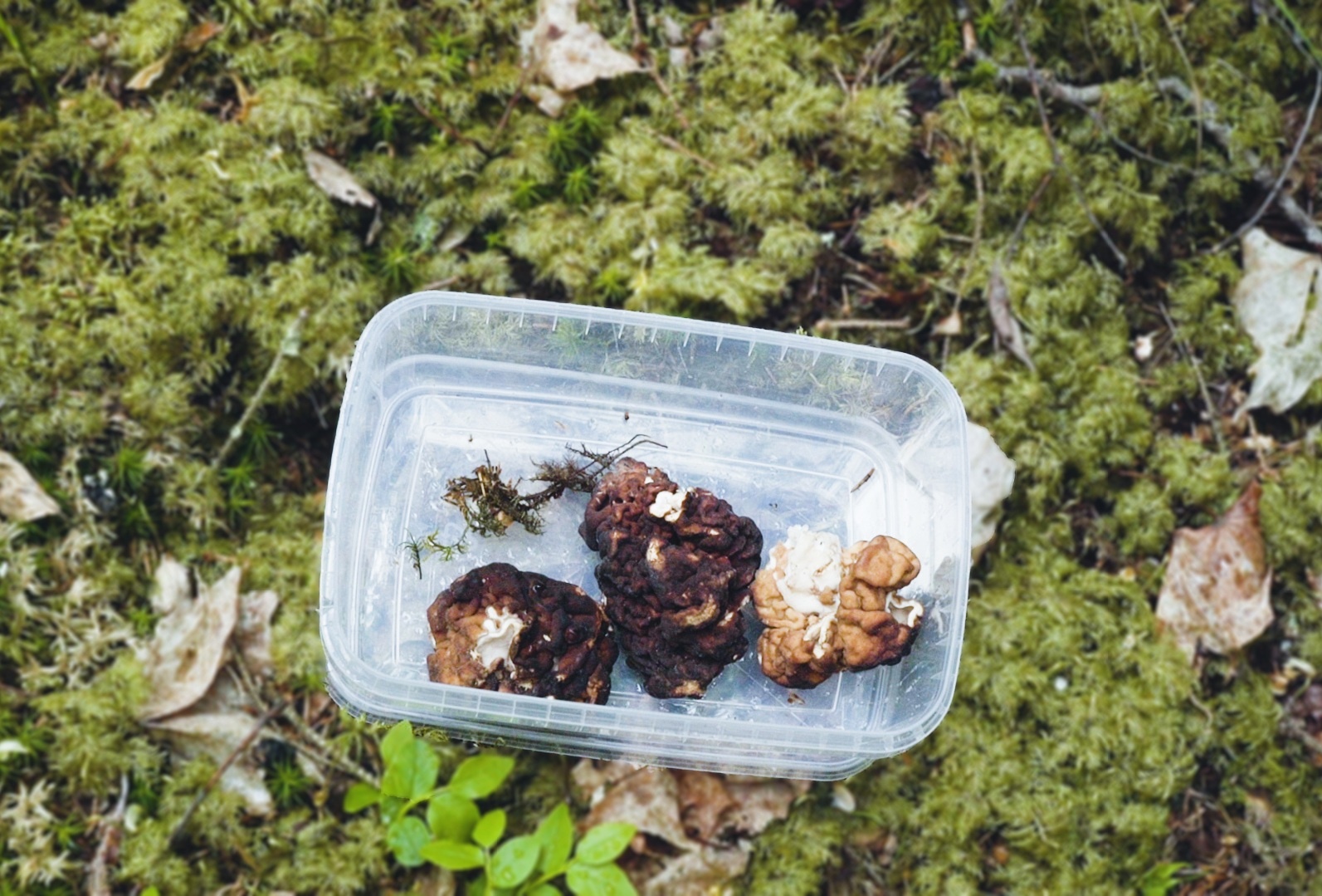 Loai nam doc chet nguoi duoc dan Phan Lan ua chuong hinh anh