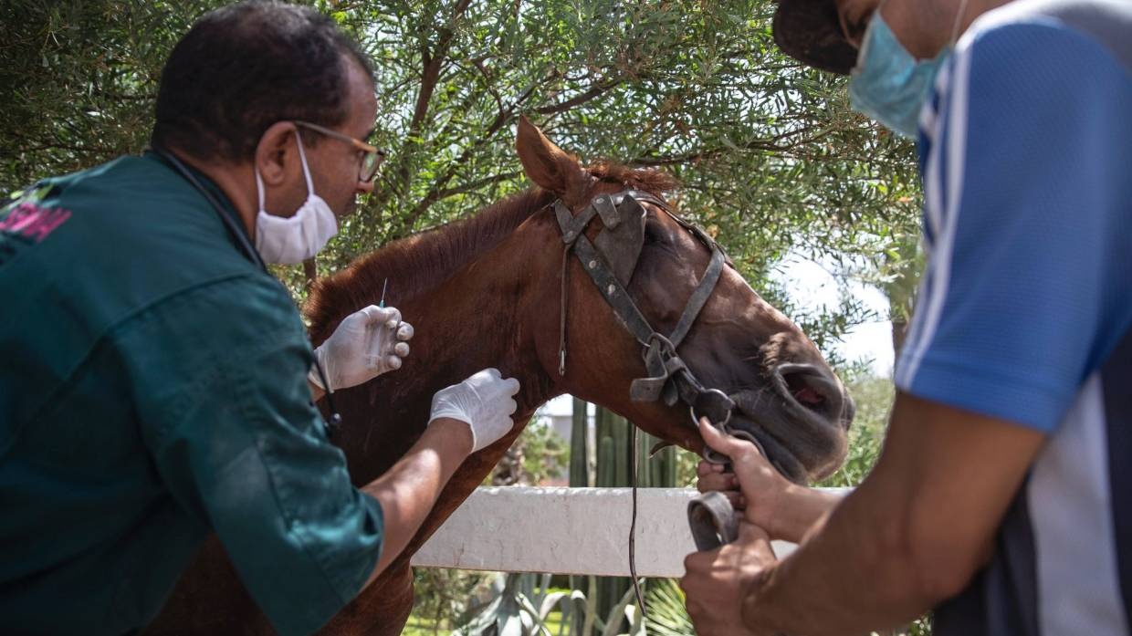 ngựa ở Morocco chết đói ảnh 7 ngua o Morocco chet doi anh 7