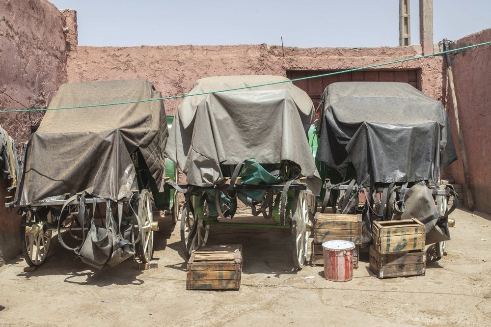 ngựa ở Morocco chết đói ảnh 5 ngua o Morocco chet doi anh 5