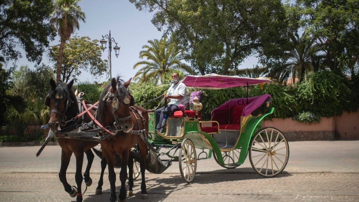 ngựa ở Morocco chết đói ảnh 3 ngua o Morocco chet doi anh 3