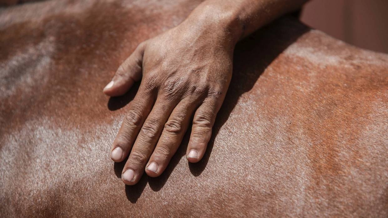 ngựa ở Morocco chết đói ảnh 9 ngua o Morocco chet doi anh 9