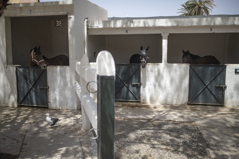 ngựa ở Morocco chết đói ảnh 6 ngua o Morocco chet doi anh 6