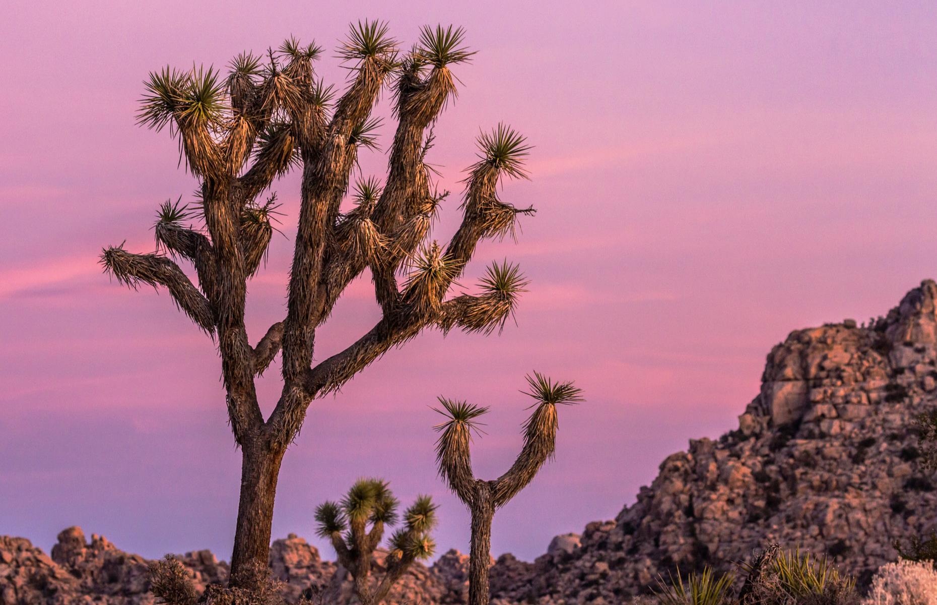 cay dep nhat the gioi anh 5