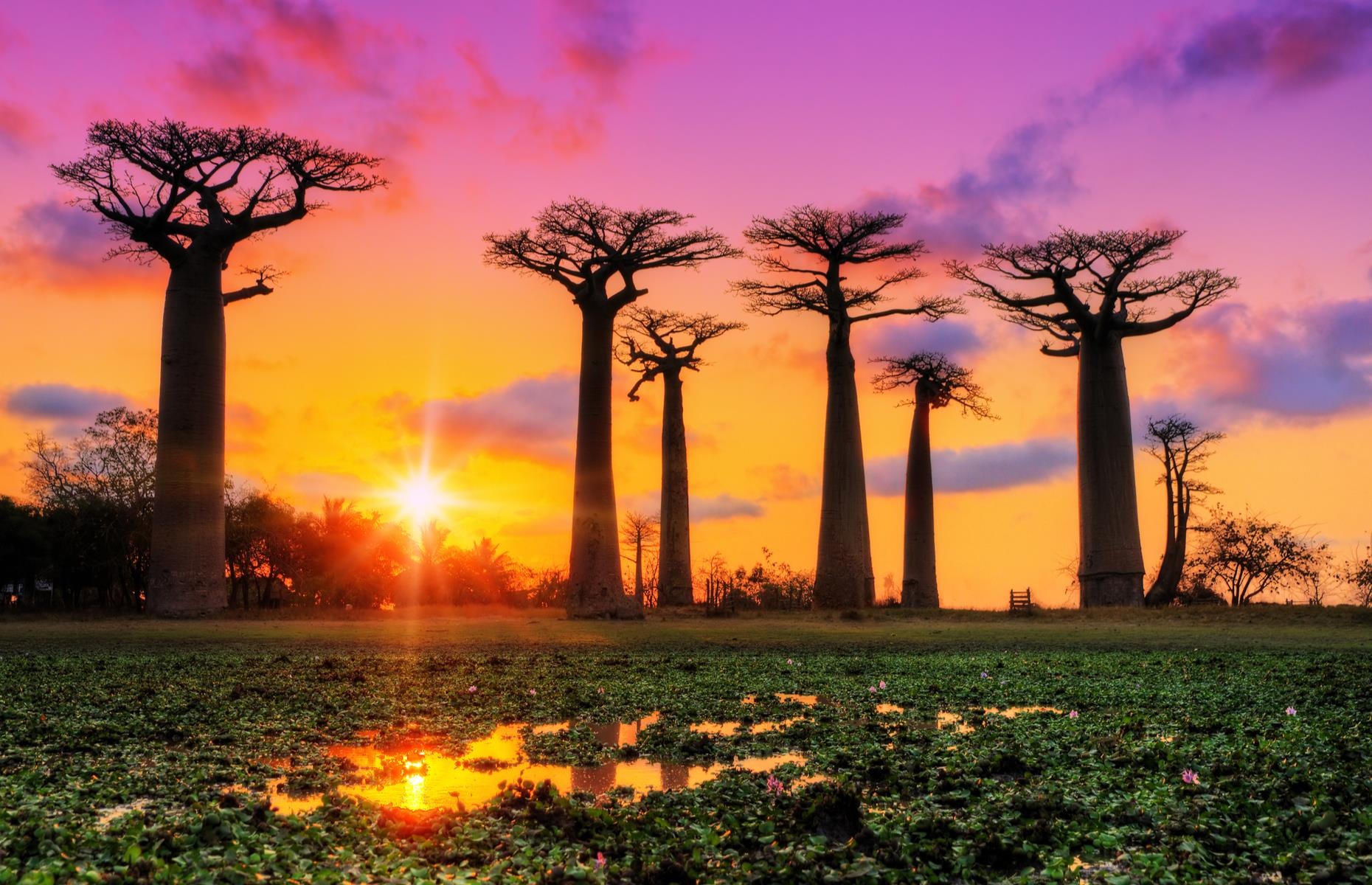 cay dep nhat the gioi anh 4