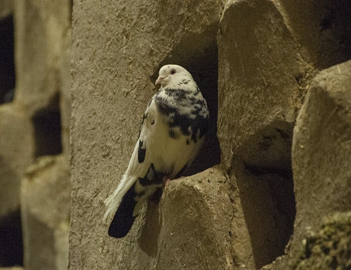 Tháp chim bồ câu ở Iran ảnh 9 Thap chim bo cau o Iran anh 9