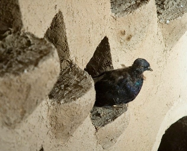 Tháp chim bồ câu ở Iran ảnh 10 Thap chim bo cau o Iran anh 10