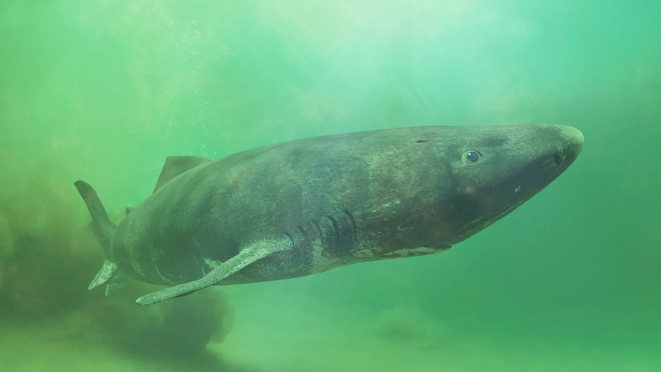 loai dong vat song lau nhat the gioi anh 1