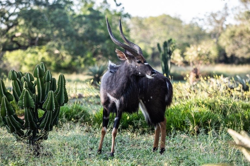 Nhieu dong vat co the chet doi vi Covid-19 hinh anh