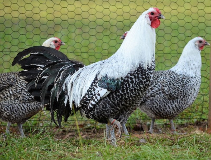 loai ga dat nhat the gioi anh 4