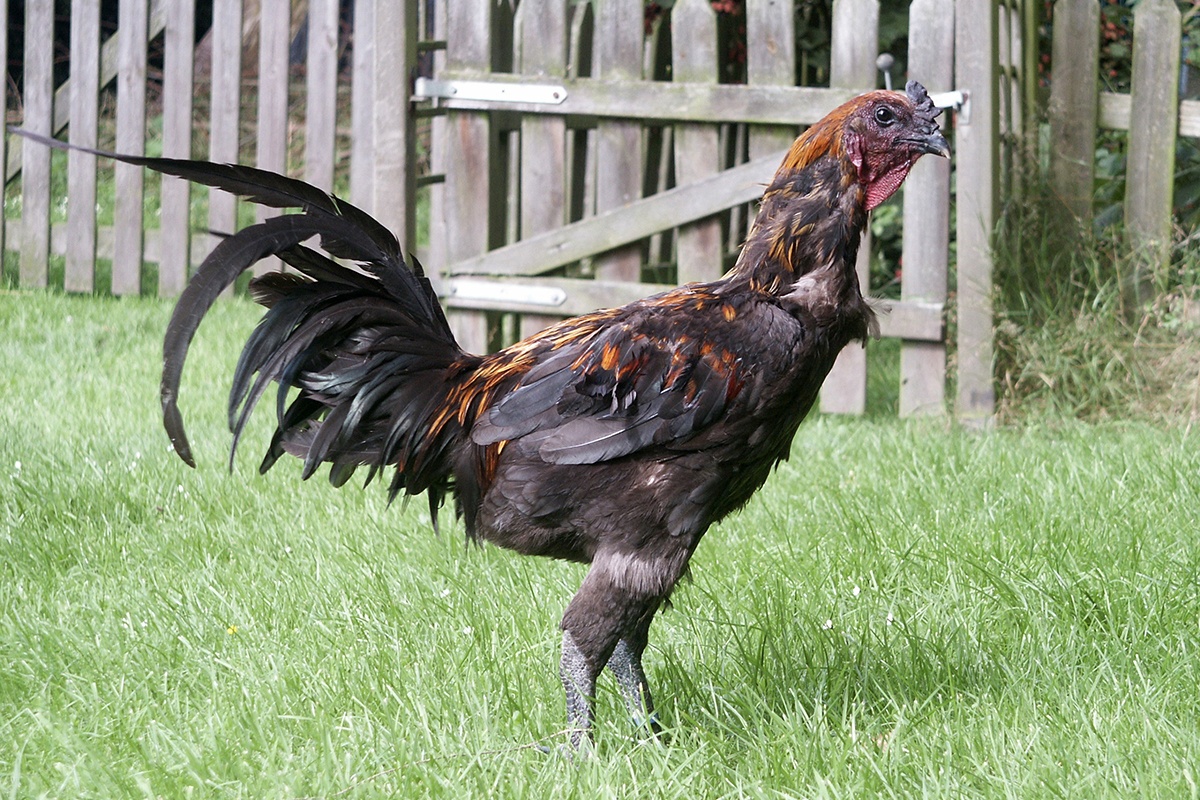 loai ga dat nhat the gioi anh 3