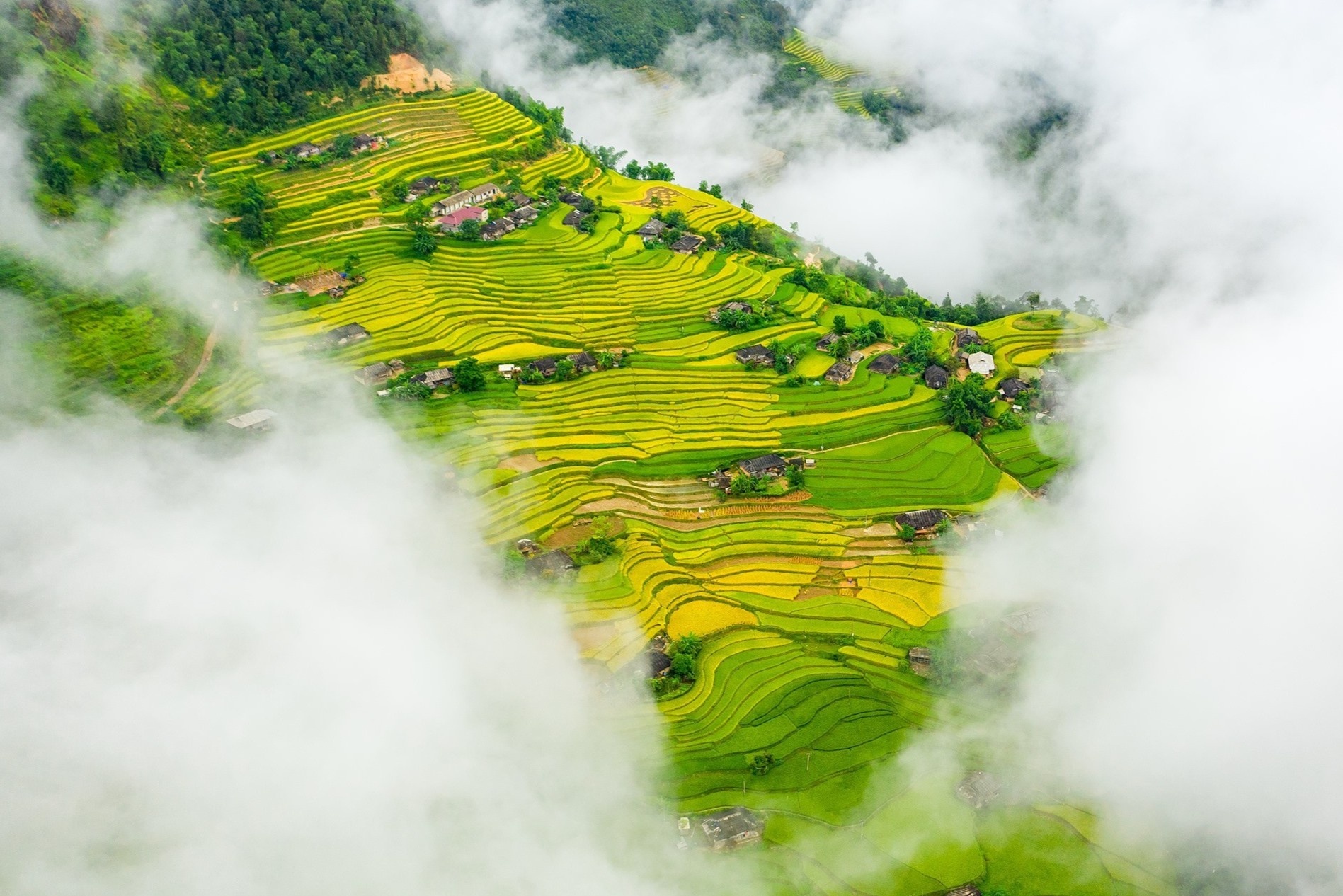 Mua lua chin o Hoang Su Phi hinh anh