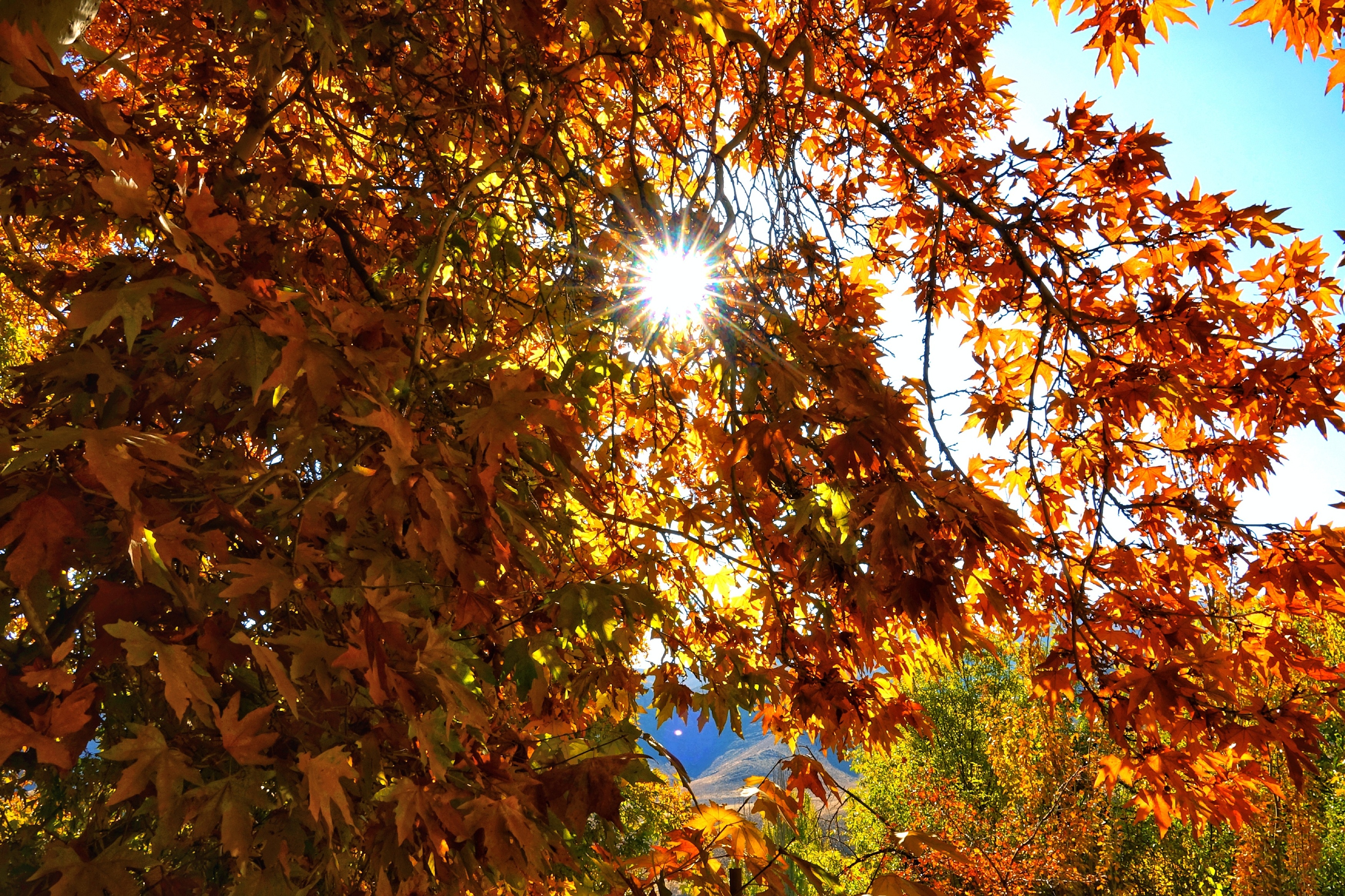 mua thu o Iran anh 4