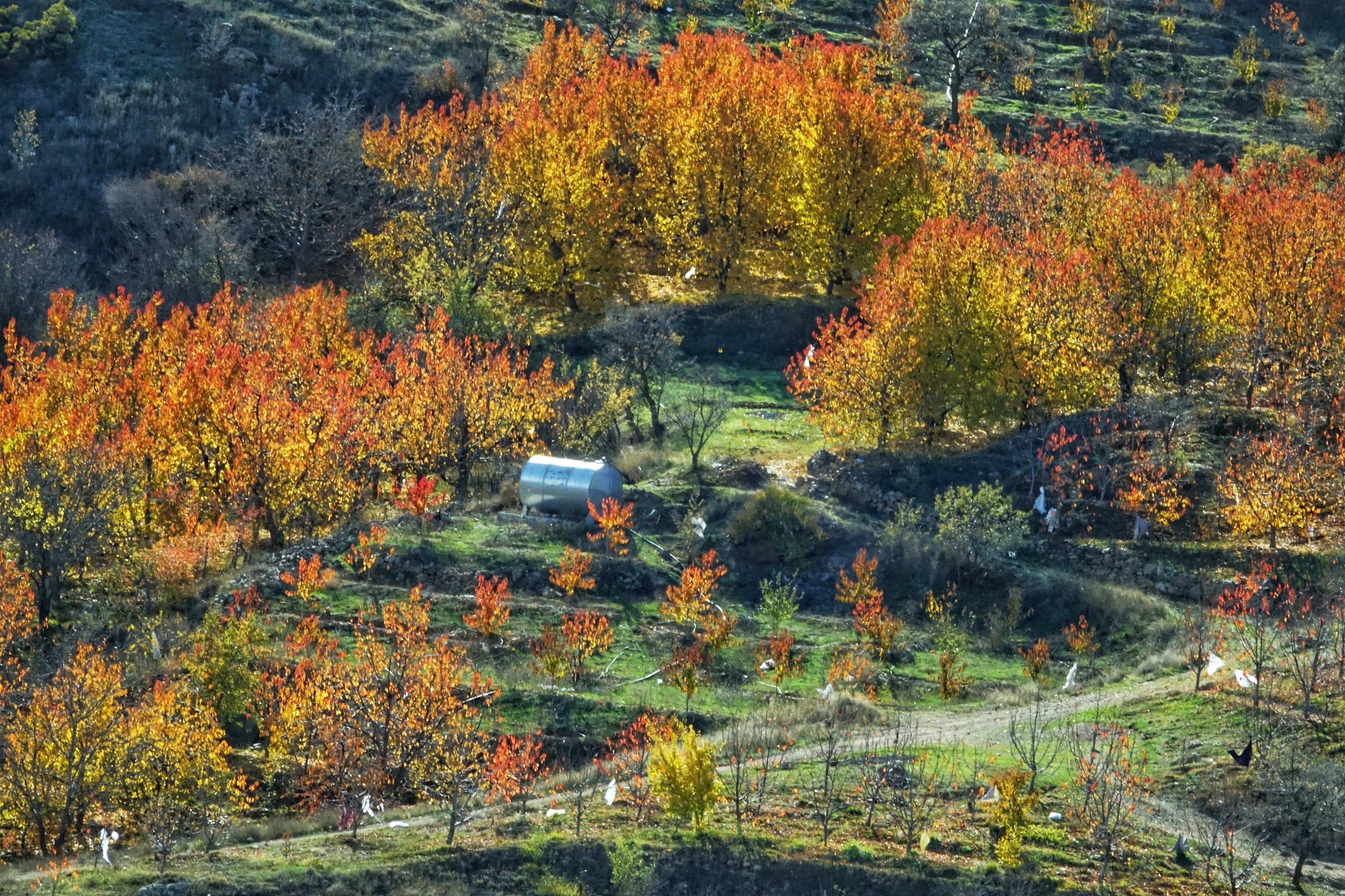 mua thu o Iran anh 20
