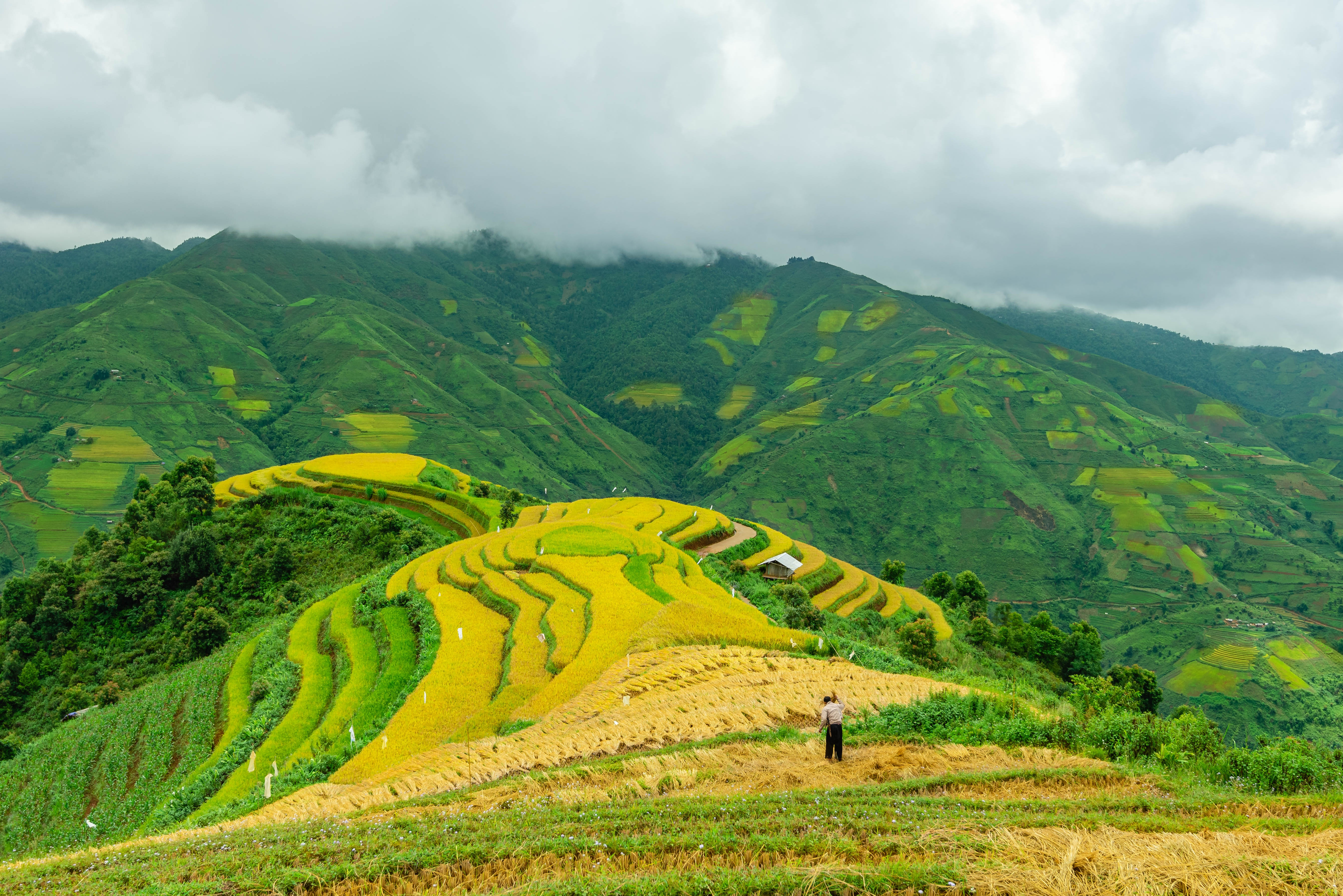 mùa vàng trên rẻo cao Sơn La ảnh 4 mua vang tren reo cao Son La anh 4