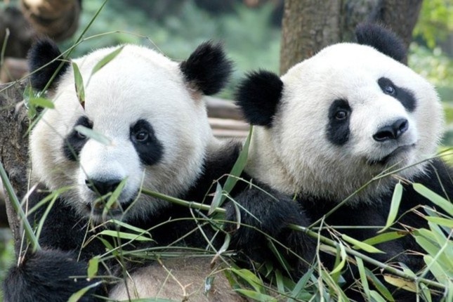 Noi nuoi hon 150 con gau truc hinh anh